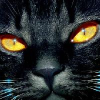 kissa