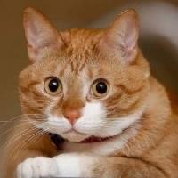 Kat