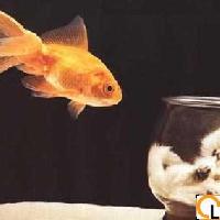 gefilterfish