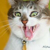 Bazyazya