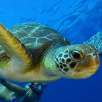 TurboTurtle