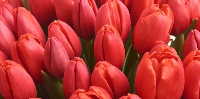 Иногда эмоции переполняют настолько, что любые слова кажутся неуместными. Мы ищем способ сказать «люблю», «прости» или «спасибо», но фраз не хватает. В такие моменты на помощь приходят цветы — тихие, искренние, живые. Один букет способен передать то, что невозможно выразить словами.